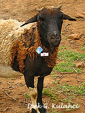 Ipek Kulahci- Kenya sheep